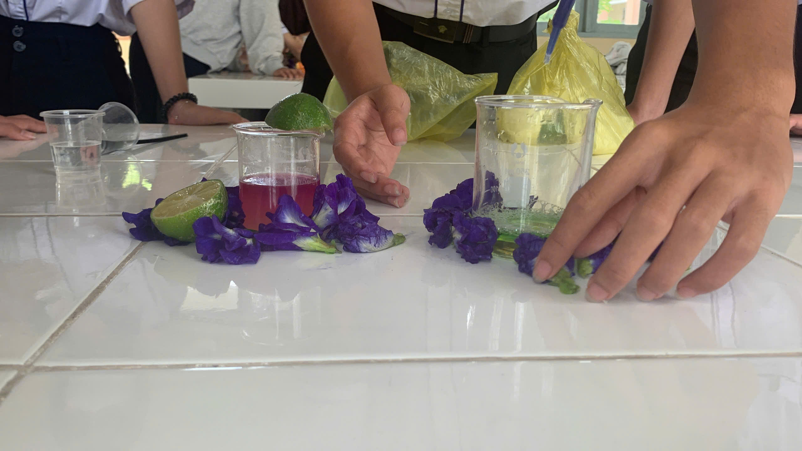Nguyên liệu hoa đậu biếc và chanh